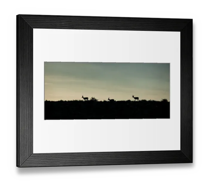Framed Print : The springbok (Antidorcas marsupialis) is a medium-sized antelope found mainly in southern and southwestern Africa. Both sexes have a pair of black, 35-to-50-centimetre long horns that curve backwar Framed Print : The springbok (Antidorcas marsupialis) is a medium-sized antelope found mainly in southern and southwestern Africa. Both sexes have a pair of black, 35-to-50-centimetre long horns that curve backwar