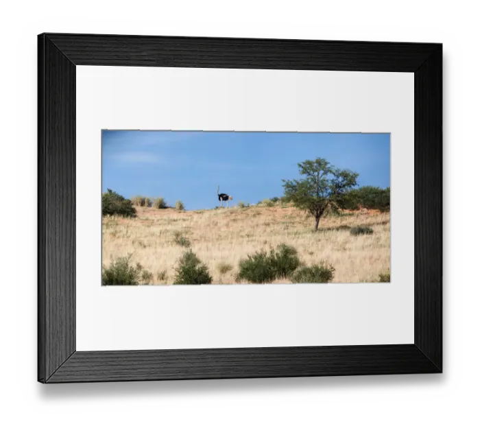 Framed Print : The ostrich or common ostrich (Struthio camelus) is either one or two species of large flightless birds native to Africa, the only living member(s) of the genus Struthio, which is in the ratite family