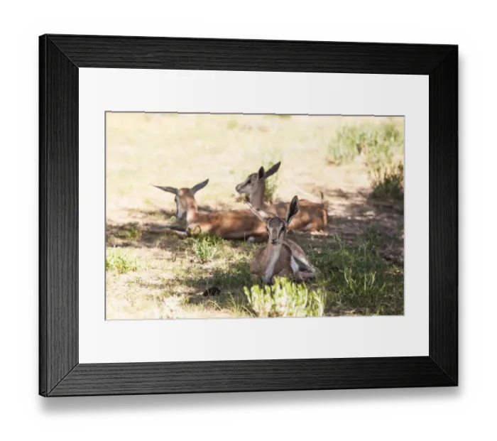 Framed Print : The springbok (Antidorcas marsupialis) is a medium-sized antelope found mainly in southern and southwestern Africa. Both sexes have a pair of black, 35-to-50-centimetre long horns that curve backwar Framed Print : The springbok (Antidorcas marsupialis) is a medium-sized antelope found mainly in southern and southwestern Africa. Both sexes have a pair of black, 35-to-50-centimetre long horns that curve backwar