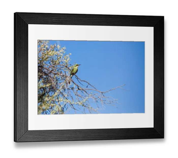 Framed Print : The swallow-tailed bee-eater is a near passerine bird in the bee-eater family Meropidae. It breeds in savannah woodlands of sub-Saharan Africa. It is partially migratory, moving in response to rainfal Framed Print : The swallow-tailed bee-eater is a near passerine bird in the bee-eater family Meropidae. It breeds in savannah woodlands of sub-Saharan Africa. It is partially migratory, moving in response to rainfal