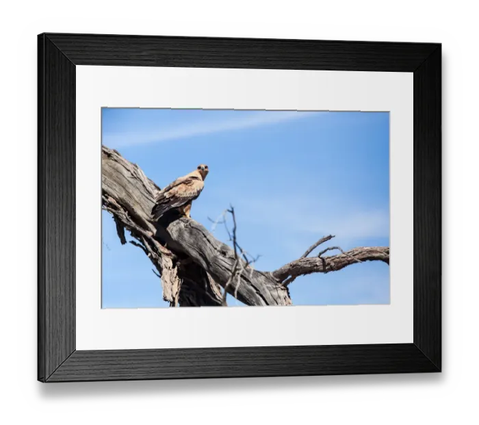 Framed Print : The tawny eagle (Aquila rapax) is a large bird of prey. Like all eagles, it belongs to the family Accipitridae Framed Print : The tawny eagle (Aquila rapax) is a large bird of prey. Like all eagles, it belongs to the family Accipitridae