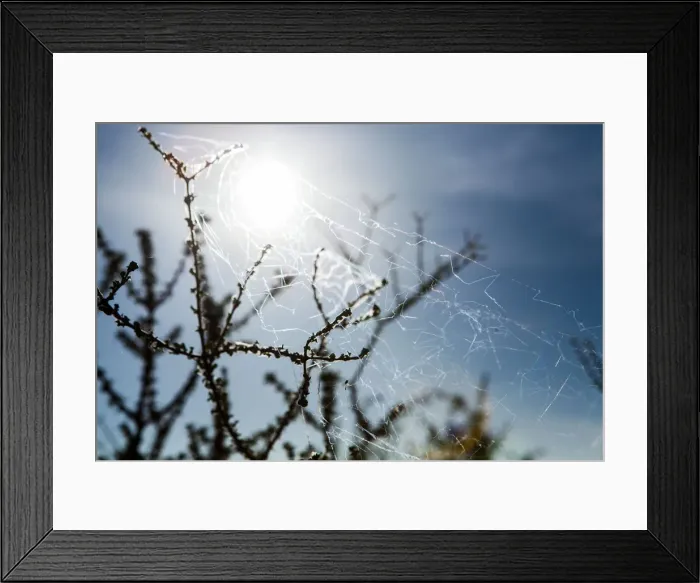 Framed Print : A spider web, spiderweb, spiders web, or cobweb (from the archaic word coppe, meaning spider) is a device created by a spider out of proteinaceous spider silk extruded from its spinnerets, generall Framed Print : A spider web, spiderweb, spiders web, or cobweb (from the archaic word coppe, meaning spider) is a device created by a spider out of proteinaceous spider silk extruded from its spinnerets, generall