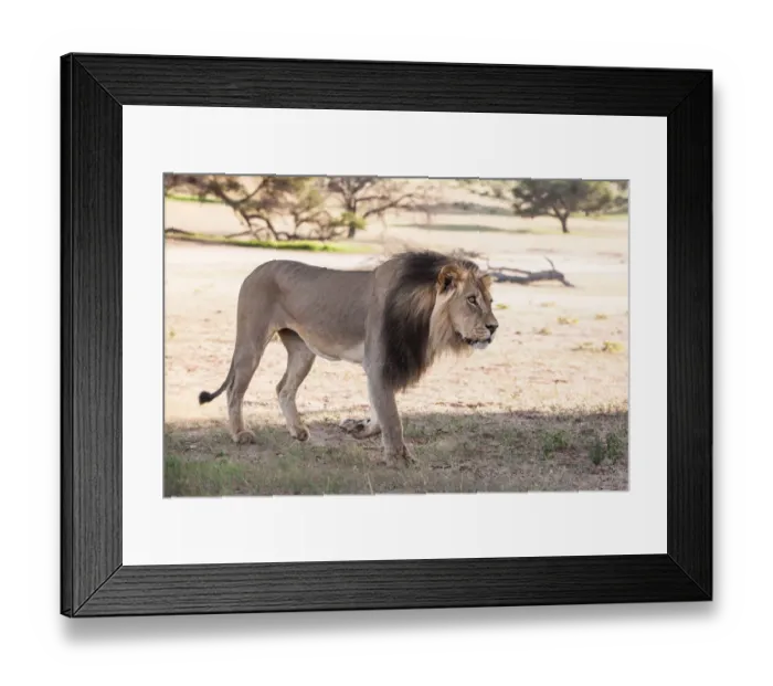 Framed Print : The lion (Panthera leo) is one of the big cats in the genus Panthera and a member of the family Felidae. The commonly used term African lion collectively denotes the several subspecies in Africa. With Framed Print : The lion (Panthera leo) is one of the big cats in the genus Panthera and a member of the family Felidae. The commonly used term African lion collectively denotes the several subspecies in Africa. With