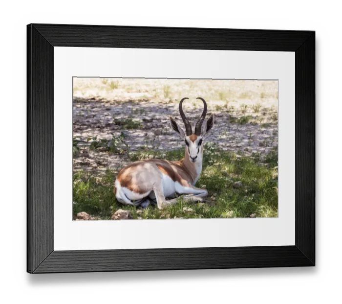 Framed Print : The springbok (Antidorcas marsupialis) is a medium-sized antelope found mainly in southern and southwestern Africa. Both sexes have a pair of black, 35-to-50-centimetre long horns that curve backwar