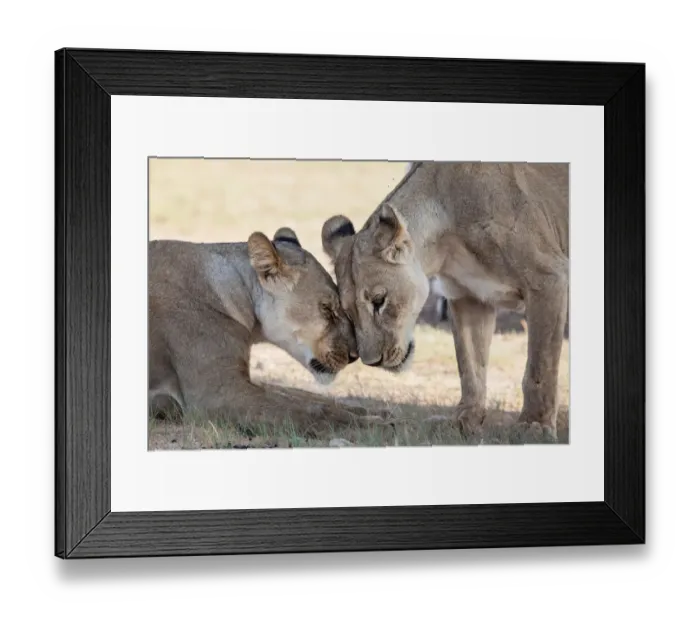 Framed Print : The lion (Panthera leo) is one of the big cats in the genus Panthera and a member of the family Felidae. The commonly used term African lion collectively denotes the several subspecies in Africa. With