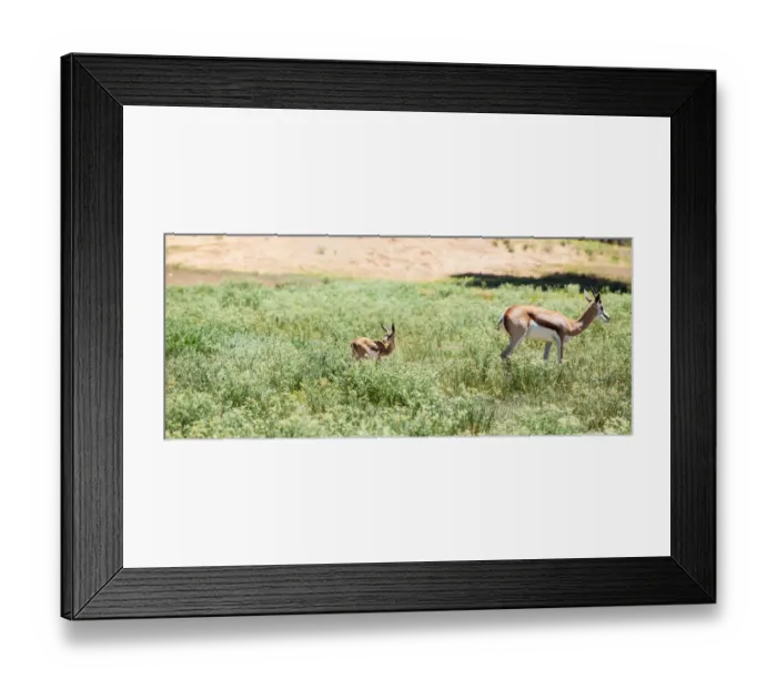 Framed Print : The springbok (Antidorcas marsupialis) is a medium-sized antelope found mainly in southern and southwestern Africa. Both sexes have a pair of black, 35-to-50-centimetre long horns that curve backwar Framed Print : The springbok (Antidorcas marsupialis) is a medium-sized antelope found mainly in southern and southwestern Africa. Both sexes have a pair of black, 35-to-50-centimetre long horns that curve backwar