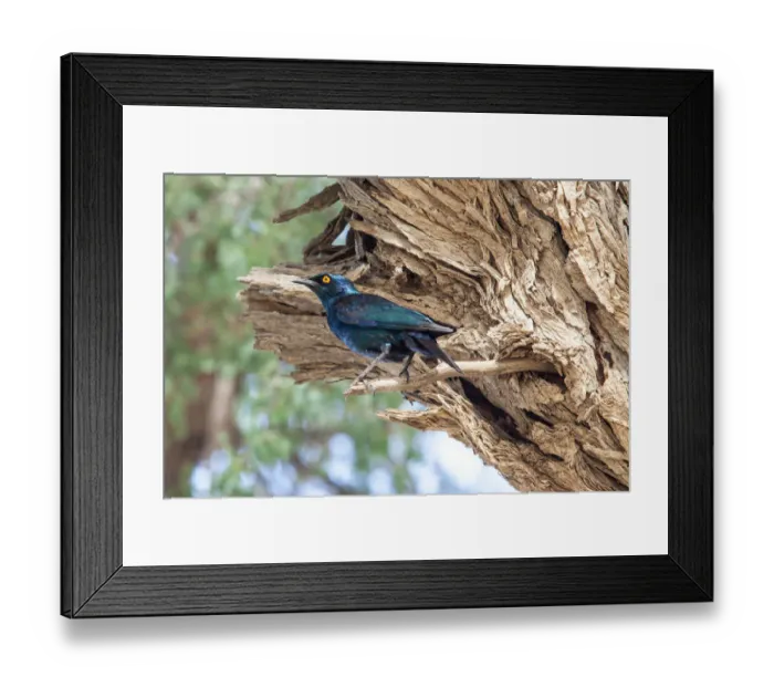 Framed Print : The Cape starling, red-shouldered glossy-starling or Cape glossy starling is a species of starling in the family Sturnidae. It is found in southern Africa, where it lives in woodlands, bushveld and in Framed Print : The Cape starling, red-shouldered glossy-starling or Cape glossy starling is a species of starling in the family Sturnidae. It is found in southern Africa, where it lives in woodlands, bushveld and in