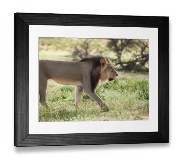Framed Print : The lion (Panthera leo) is one of the big cats in the genus Panthera and a member of the family Felidae. The commonly used term African lion collectively denotes the several subspecies in Africa. With Framed Print : The lion (Panthera leo) is one of the big cats in the genus Panthera and a member of the family Felidae. The commonly used term African lion collectively denotes the several subspecies in Africa. With