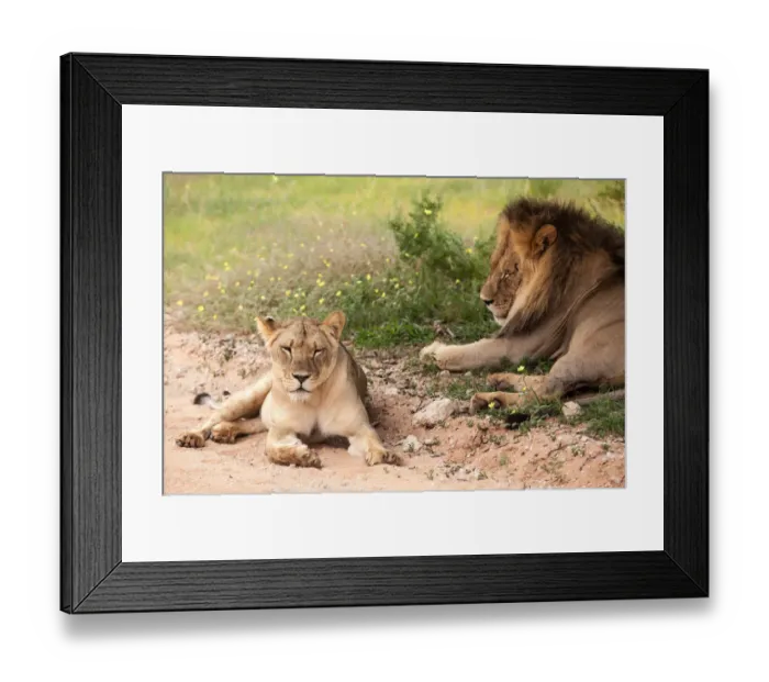 Framed Print : The lion (Panthera leo) is one of the big cats in the genus Panthera and a member of the family Felidae. The commonly used term African lion collectively denotes the several subspecies in Africa. With Framed Print : The lion (Panthera leo) is one of the big cats in the genus Panthera and a member of the family Felidae. The commonly used term African lion collectively denotes the several subspecies in Africa. With