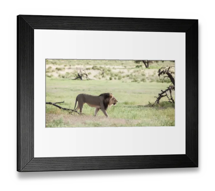 Framed Print : The lion (Panthera leo) is one of the big cats in the genus Panthera and a member of the family Felidae. The commonly used term African lion collectively denotes the several subspecies in Africa. With Framed Print : The lion (Panthera leo) is one of the big cats in the genus Panthera and a member of the family Felidae. The commonly used term African lion collectively denotes the several subspecies in Africa. With