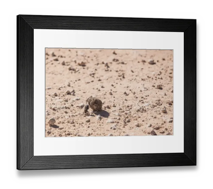 Framed Print : Dung beetles are beetles that feed partly or exclusively on dung. A dung beetle can bury dung 250 times heavier than itself in one night. Many dung beetles, known as rollers, roll dung into round ball Framed Print : Dung beetles are beetles that feed partly or exclusively on dung. A dung beetle can bury dung 250 times heavier than itself in one night. Many dung beetles, known as rollers, roll dung into round ball