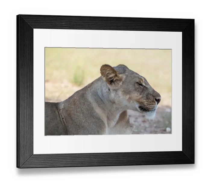 Framed Print : The lion (Panthera leo) is one of the big cats in the genus Panthera and a member of the family Felidae. The commonly used term African lion collectively denotes the several subspecies in Africa. With Framed Print : The lion (Panthera leo) is one of the big cats in the genus Panthera and a member of the family Felidae. The commonly used term African lion collectively denotes the several subspecies in Africa. With