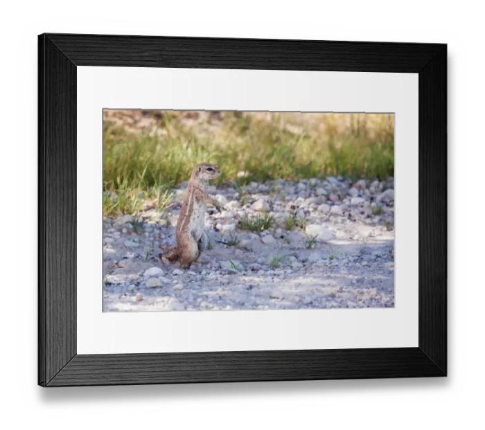 Framed Print : The Cape ground squirrel has black skin with a coat is made of short stiff hairs without underfur. The fur is cinnamon on the back while the face, underbelly, sides of neck and ventral sides of limbs Framed Print : The Cape ground squirrel has black skin with a coat is made of short stiff hairs without underfur. The fur is cinnamon on the back while the face, underbelly, sides of neck and ventral sides of limbs