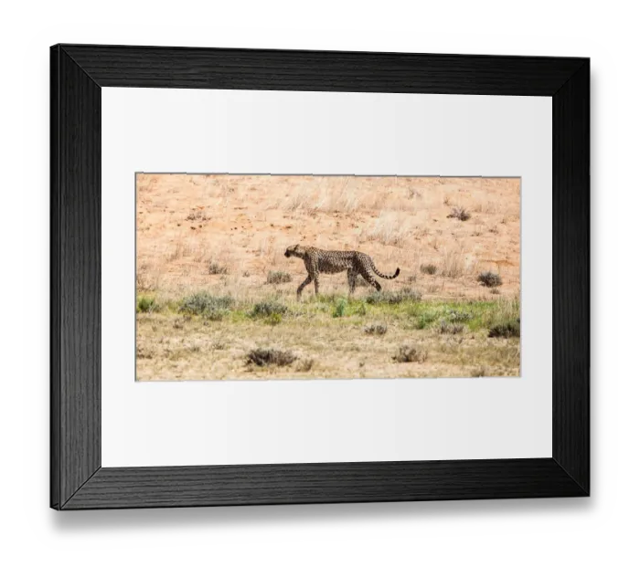 Framed Print : The cheetah (Acinonyx jubatus) is a large felid of the subfamily Felinae that occurs mainly in eastern and southern Africa and a few parts of Iran. The only extant member of the genus Acinonyx, the ch Framed Print : The cheetah (Acinonyx jubatus) is a large felid of the subfamily Felinae that occurs mainly in eastern and southern Africa and a few parts of Iran. The only extant member of the genus Acinonyx, the ch
