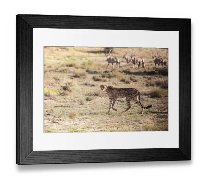 Framed Print : The cheetah (Acinonyx jubatus) is a large felid of the subfamily Felinae that occurs mainly in eastern and southern Africa and a few parts of Iran. The only extant member of the genus Acinonyx, the ch Framed Print : The cheetah (Acinonyx jubatus) is a large felid of the subfamily Felinae that occurs mainly in eastern and southern Africa and a few parts of Iran. The only extant member of the genus Acinonyx, the ch