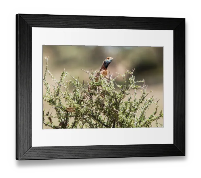 Framed Print : Agama (=unmarried) is both the genus name of a group of small, long-tailed, insectivorous Old World lizards as well as a common name for these lizards. The genus Agama is composed of at least 37 spe Framed Print : Agama (=unmarried) is both the genus name of a group of small, long-tailed, insectivorous Old World lizards as well as a common name for these lizards. The genus Agama is composed of at least 37 spe
