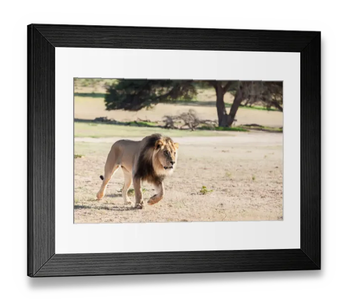 Framed Print : The lion (Panthera leo) is one of the big cats in the genus Panthera and a member of the family Felidae. The commonly used term African lion collectively denotes the several subspecies in Africa. With Framed Print : The lion (Panthera leo) is one of the big cats in the genus Panthera and a member of the family Felidae. The commonly used term African lion collectively denotes the several subspecies in Africa. With