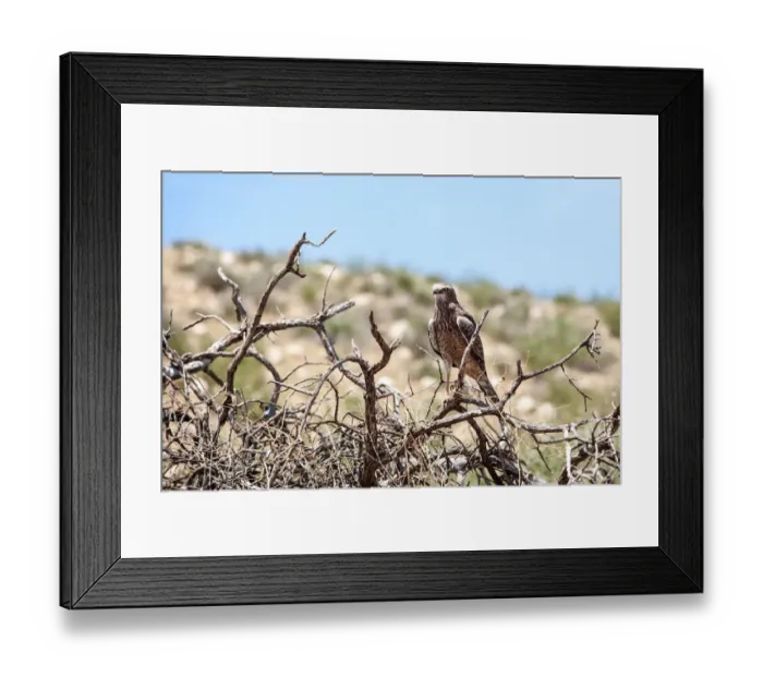Framed Print : The (southern) pale chanting goshawk (Melierax canorus) is a bird of prey in the family Accipitridae. This hawk breeds in southern Africa. It is a resident species of dry, open semi-desert with 75 cm