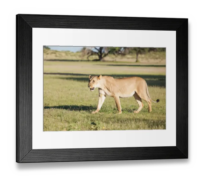 Framed Print : The lion (Panthera leo) is one of the big cats in the genus Panthera and a member of the family Felidae. The commonly used term African lion collectively denotes the several subspecies in Africa. With Framed Print : The lion (Panthera leo) is one of the big cats in the genus Panthera and a member of the family Felidae. The commonly used term African lion collectively denotes the several subspecies in Africa. With