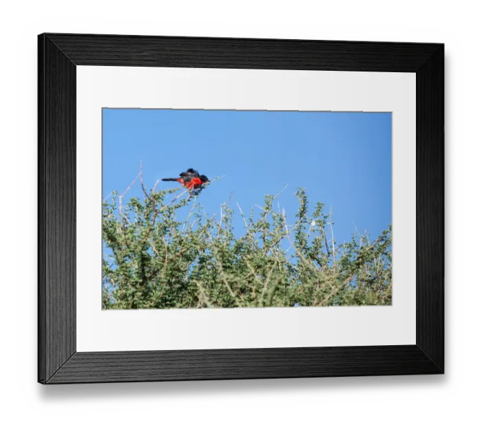 Framed Print : The crimson-breasted shrike or the crimson-breasted gonolek, is a southern African bird. It has black upper parts with a white flash on the wing, and bright scarlet underparts Framed Print : The crimson-breasted shrike or the crimson-breasted gonolek, is a southern African bird. It has black upper parts with a white flash on the wing, and bright scarlet underparts