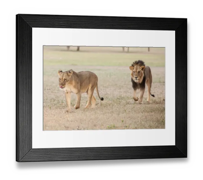 Framed Print : The lion (Panthera leo) is one of the big cats in the genus Panthera and a member of the family Felidae. The commonly used term African lion collectively denotes the several subspecies in Africa. With Framed Print : The lion (Panthera leo) is one of the big cats in the genus Panthera and a member of the family Felidae. The commonly used term African lion collectively denotes the several subspecies in Africa. With