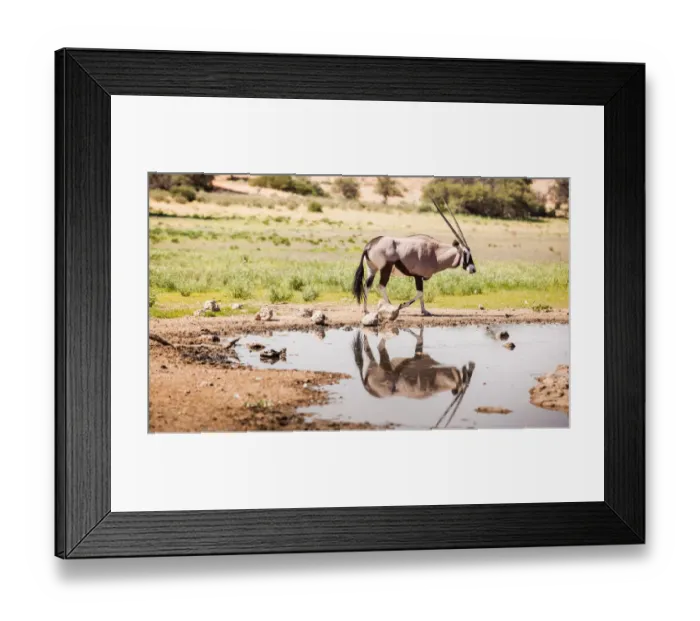 Framed Print : The gemsbok or gemsbuck (Oryx gazella) is a large antelope in the Oryx genus. It is native to the arid regions of Southern Africa, such as the Kalahari Desert. Some authorities formerly included the E Framed Print : The gemsbok or gemsbuck (Oryx gazella) is a large antelope in the Oryx genus. It is native to the arid regions of Southern Africa, such as the Kalahari Desert. Some authorities formerly included the E