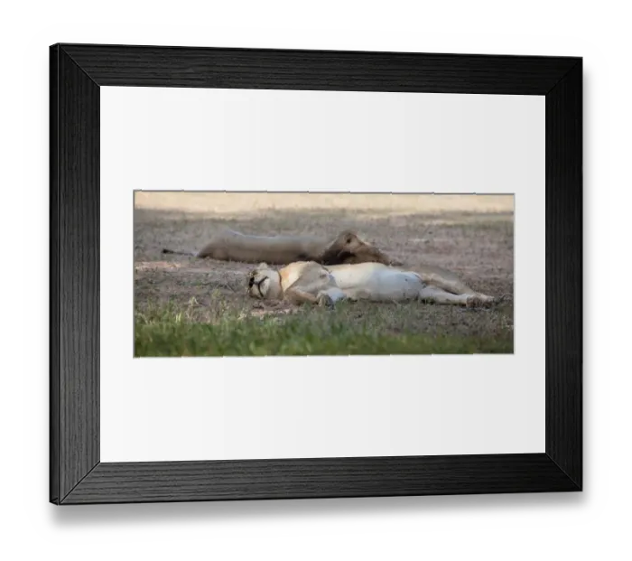 Framed Print : The lion (Panthera leo) is one of the big cats in the genus Panthera and a member of the family Felidae. The commonly used term African lion collectively denotes the several subspecies in Africa. With Framed Print : The lion (Panthera leo) is one of the big cats in the genus Panthera and a member of the family Felidae. The commonly used term African lion collectively denotes the several subspecies in Africa. With