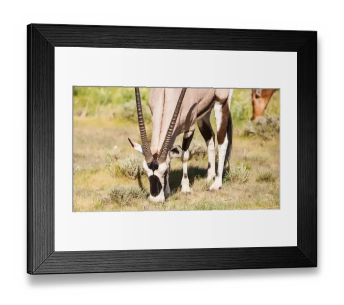 Framed Print : The gemsbok or gemsbuck (Oryx gazella) is a large antelope in the Oryx genus. It is native to the arid regions of Southern Africa, such as the Kalahari Desert. Some authorities formerly included the E Framed Print : The gemsbok or gemsbuck (Oryx gazella) is a large antelope in the Oryx genus. It is native to the arid regions of Southern Africa, such as the Kalahari Desert. Some authorities formerly included the E