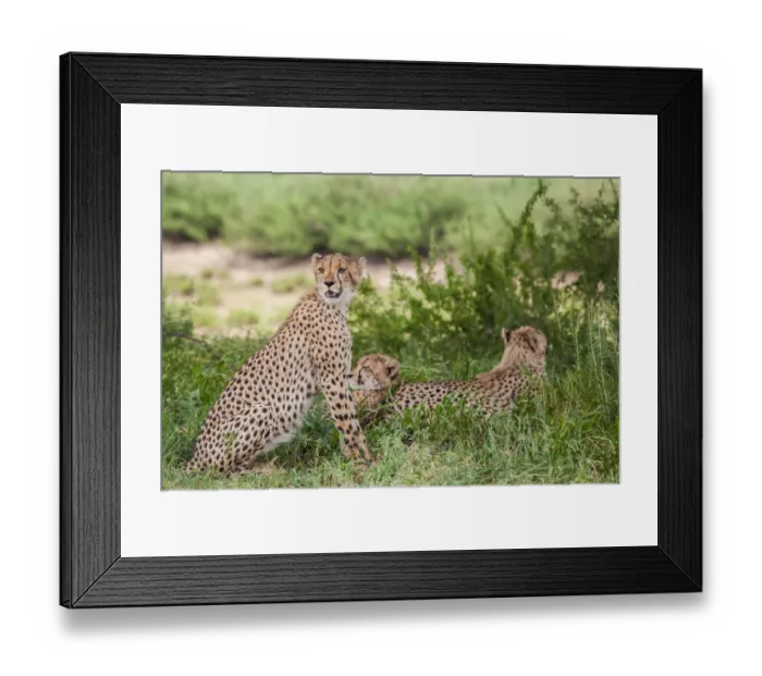 Framed Print : The cheetah (Acinonyx jubatus) is a large felid of the subfamily Felinae that occurs mainly in eastern and southern Africa and a few parts of Iran. The only extant member of the genus Acinonyx, the ch Framed Print : The cheetah (Acinonyx jubatus) is a large felid of the subfamily Felinae that occurs mainly in eastern and southern Africa and a few parts of Iran. The only extant member of the genus Acinonyx, the ch