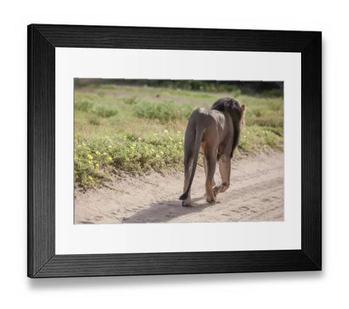 Framed Print : The lion (Panthera leo) is one of the big cats in the genus Panthera and a member of the family Felidae. The commonly used term African lion collectively denotes the several subspecies in Africa. With Framed Print : The lion (Panthera leo) is one of the big cats in the genus Panthera and a member of the family Felidae. The commonly used term African lion collectively denotes the several subspecies in Africa. With