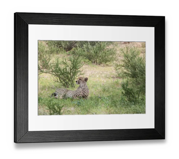 Framed Print : The cheetah (Acinonyx jubatus) is a large felid of the subfamily Felinae that occurs mainly in eastern and southern Africa and a few parts of Iran. The only extant member of the genus Acinonyx, the ch