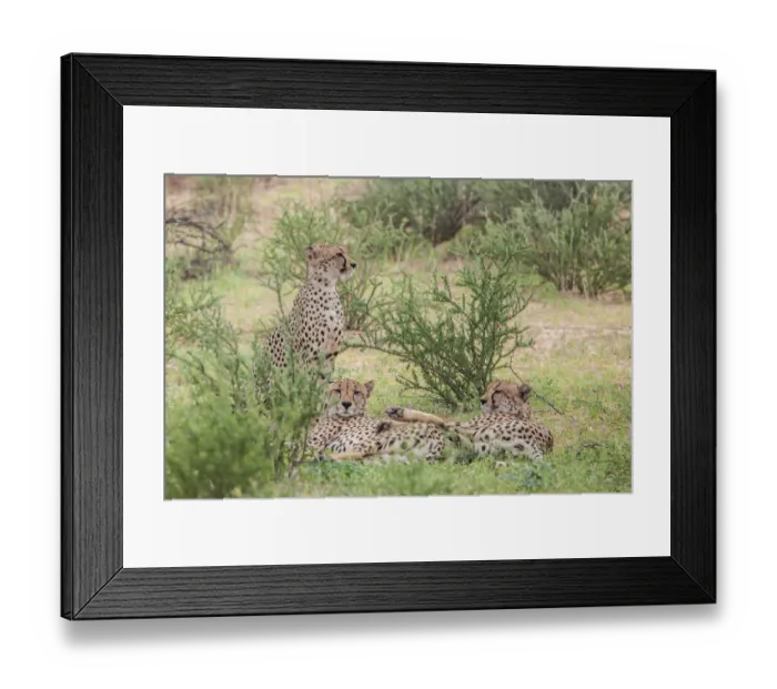 Framed Print : The cheetah (Acinonyx jubatus) is a large felid of the subfamily Felinae that occurs mainly in eastern and southern Africa and a few parts of Iran. The only extant member of the genus Acinonyx, the ch Framed Print : The cheetah (Acinonyx jubatus) is a large felid of the subfamily Felinae that occurs mainly in eastern and southern Africa and a few parts of Iran. The only extant member of the genus Acinonyx, the ch