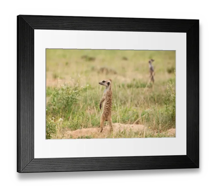 Framed Print : The meerkat or suricate (Suricata suricatta) is a small carnivoran belonging to the mongoose family (Herpestidae). It is the only member of the genus Suricata Framed Print : The meerkat or suricate (Suricata suricatta) is a small carnivoran belonging to the mongoose family (Herpestidae). It is the only member of the genus Suricata