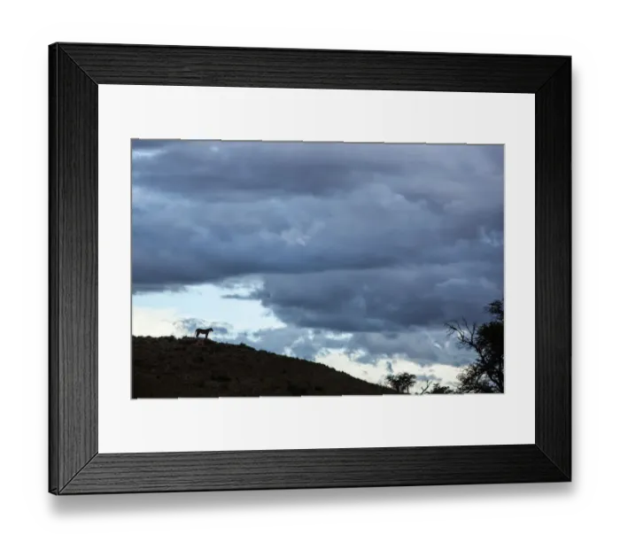 Framed Print : Lioness silhouetted on a ridge, Kgalagadi Transfrontier Park, South Africa
