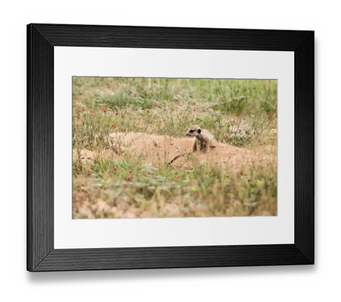 Framed Print : The meerkat or suricate (Suricata suricatta) is a small carnivoran belonging to the mongoose family (Herpestidae). It is the only member of the genus Suricata Framed Print : The meerkat or suricate (Suricata suricatta) is a small carnivoran belonging to the mongoose family (Herpestidae). It is the only member of the genus Suricata