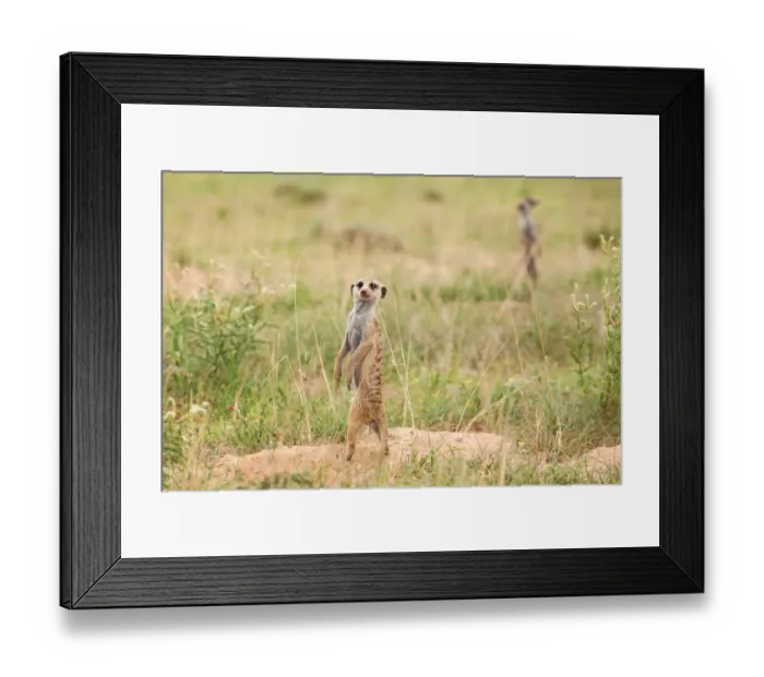 Framed Print : The meerkat or suricate (Suricata suricatta) is a small carnivoran belonging to the mongoose family (Herpestidae). It is the only member of the genus Suricata Framed Print : The meerkat or suricate (Suricata suricatta) is a small carnivoran belonging to the mongoose family (Herpestidae). It is the only member of the genus Suricata