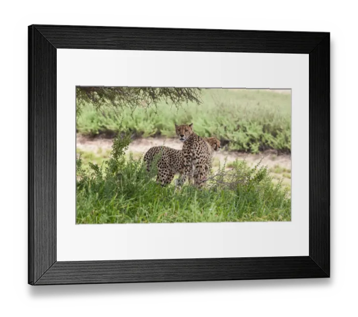 Framed Print : The cheetah (Acinonyx jubatus) is a large felid of the subfamily Felinae that occurs mainly in eastern and southern Africa and a few parts of Iran. The only extant member of the genus Acinonyx, the ch Framed Print : The cheetah (Acinonyx jubatus) is a large felid of the subfamily Felinae that occurs mainly in eastern and southern Africa and a few parts of Iran. The only extant member of the genus Acinonyx, the ch