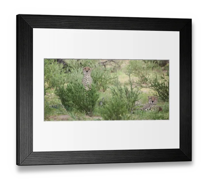Framed Print : The cheetah (Acinonyx jubatus) is a large felid of the subfamily Felinae that occurs mainly in eastern and southern Africa and a few parts of Iran. The only extant member of the genus Acinonyx, the ch Framed Print : The cheetah (Acinonyx jubatus) is a large felid of the subfamily Felinae that occurs mainly in eastern and southern Africa and a few parts of Iran. The only extant member of the genus Acinonyx, the ch