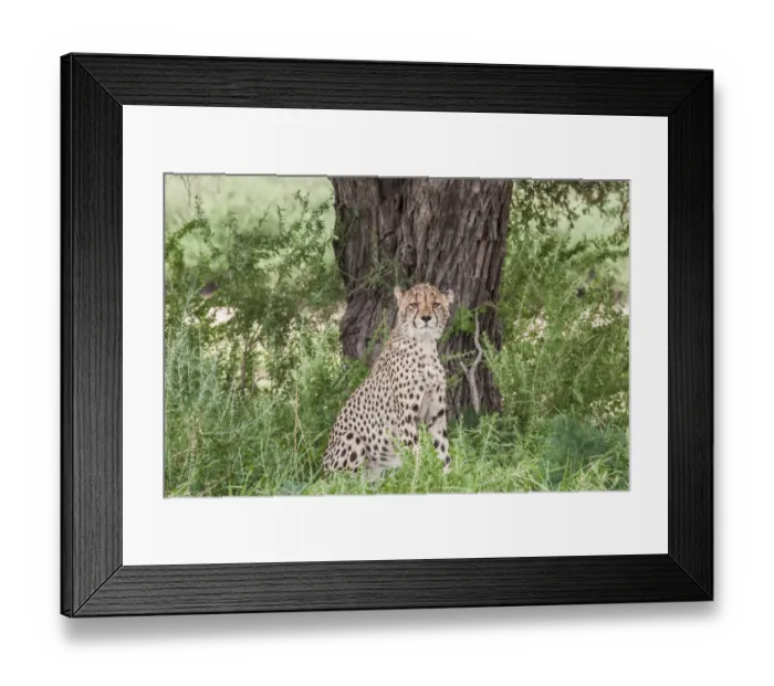 Framed Print : The cheetah (Acinonyx jubatus) is a large felid of the subfamily Felinae that occurs mainly in eastern and southern Africa and a few parts of Iran. The only extant member of the genus Acinonyx, the ch Framed Print : The cheetah (Acinonyx jubatus) is a large felid of the subfamily Felinae that occurs mainly in eastern and southern Africa and a few parts of Iran. The only extant member of the genus Acinonyx, the ch