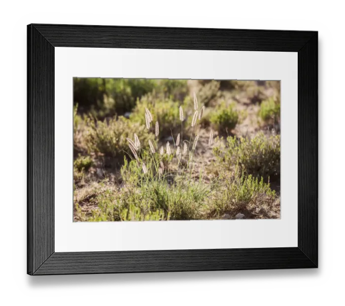 Framed Print : Backlit grass, Kgalagadi Transfrontier Park, South Africa