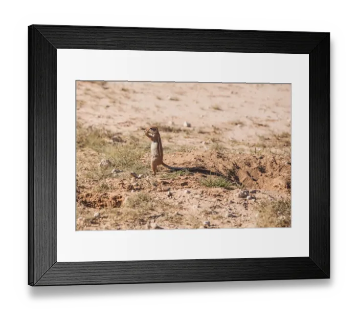 Framed Print : The Cape ground squirrel has black skin with a coat is made of short stiff hairs without underfur. The fur is cinnamon on the back while the face, underbelly, sides of neck and ventral sides of limbs