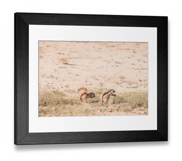 Framed Print : The Cape ground squirrel has black skin with a coat is made of short stiff hairs without underfur. The fur is cinnamon on the back while the face, underbelly, sides of neck and ventral sides of limbs Framed Print : The Cape ground squirrel has black skin with a coat is made of short stiff hairs without underfur. The fur is cinnamon on the back while the face, underbelly, sides of neck and ventral sides of limbs