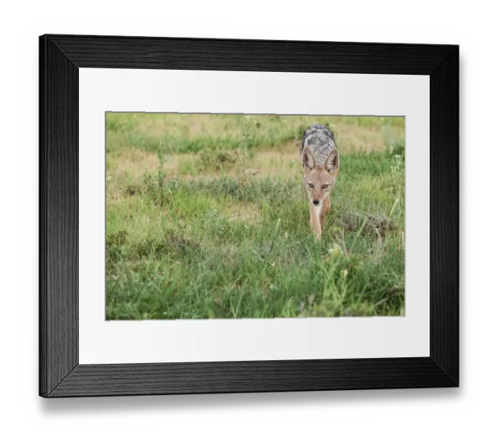 Framed Print : The black-backed jackal (Canis mesomelas) is a canid native to two areas of Africa, separated by roughly 900 region includes the southernmost tip of the continent, including South Africa, Namibia, Bo Framed Print : The black-backed jackal (Canis mesomelas) is a canid native to two areas of Africa, separated by roughly 900 region includes the southernmost tip of the continent, including South Africa, Namibia, Bo