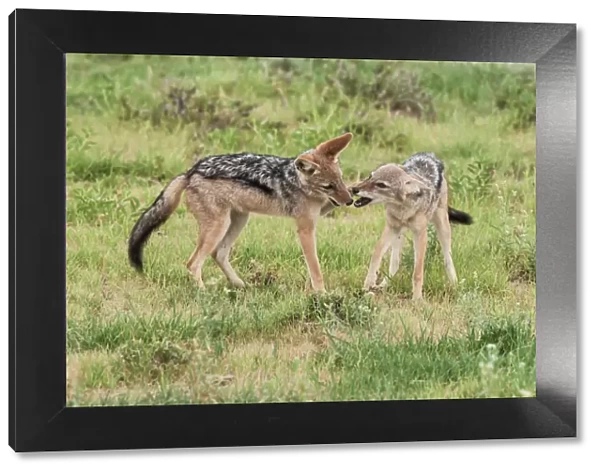 The black-backed jackal (Canis mesomelas) is a canid native to two areas of Africa, separated by roughly 900 km. One region includes the southernmost tip of the continent, including South Africa, Nami