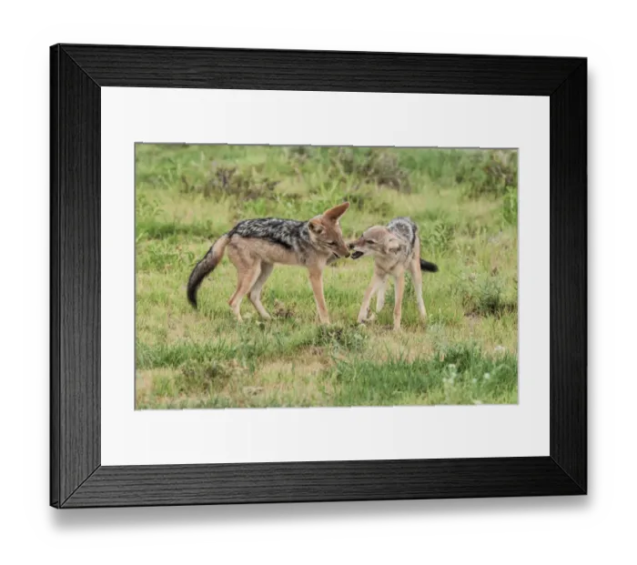 Framed Print : The black-backed jackal (Canis mesomelas) is a canid native to two areas of Africa, separated by roughly 900 km. One region includes the southernmost tip of the continent, including South Africa, Nami Framed Print : The black-backed jackal (Canis mesomelas) is a canid native to two areas of Africa, separated by roughly 900 km. One region includes the southernmost tip of the continent, including South Africa, Nami