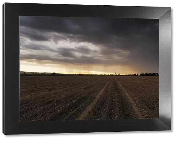 The First Rains Arrive at Sunset to a Farm Field Freshly Prepared and Planted with Maize Seed. Magaliesburg. Gauteng Province, South Africa