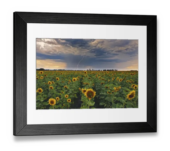 Framed Print : A summer thunderstorm with a lightning strike approaches a field full of blooming yellow sunflowers at sunset. Magaliesburg, Gauteng Province, South Africa Framed Print : A summer thunderstorm with a lightning strike approaches a field full of blooming yellow sunflowers at sunset. Magaliesburg, Gauteng Province, South Africa