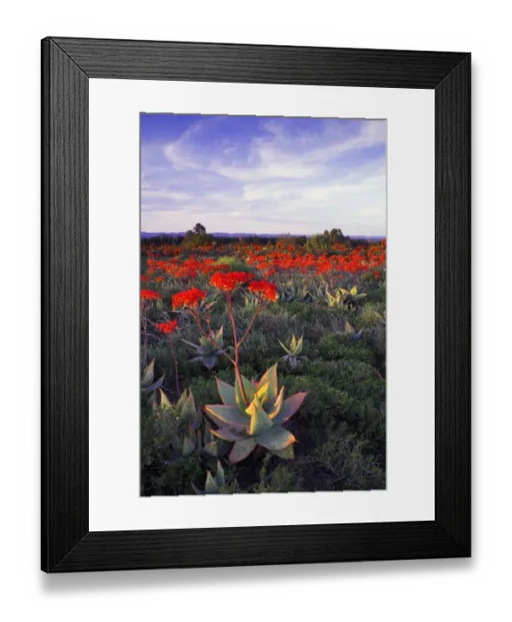 Framed Print : Large Group of Aloe Striata (Asphodelaceae) in Flower Framed Print : Large Group of Aloe Striata (Asphodelaceae) in Flower