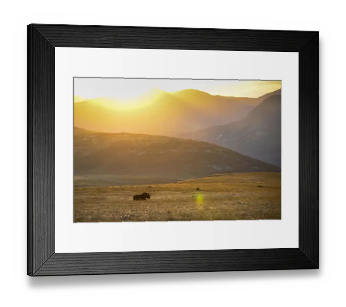 Framed Print : animal themes, antelope, beauty in nature, black wildebeest, bokpoort farm, color image Framed Print : animal themes, antelope, beauty in nature, black wildebeest, bokpoort farm, color image