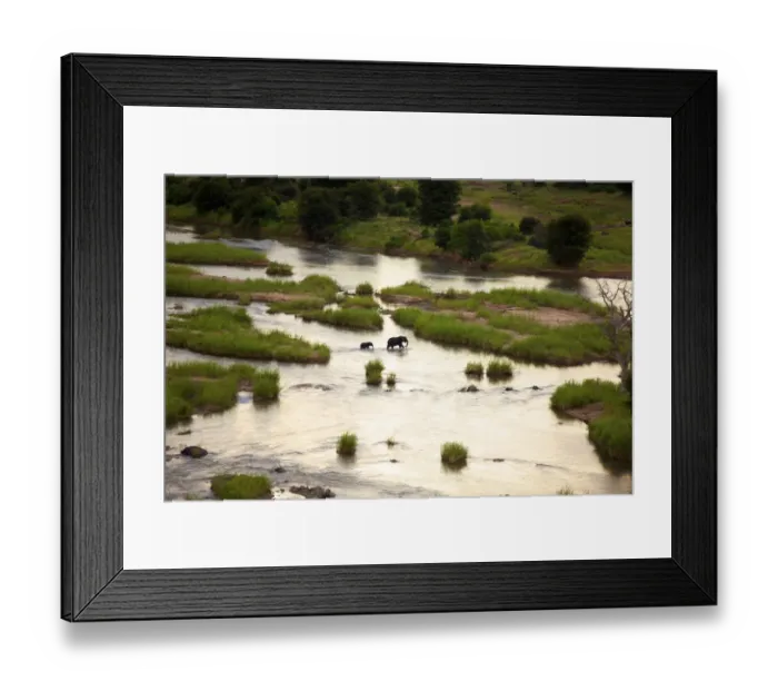 Framed Print : animal themes, animals in the wild, beauty in nature, calf, crossing, day, endangered species Framed Print : animal themes, animals in the wild, beauty in nature, calf, crossing, day, endangered species